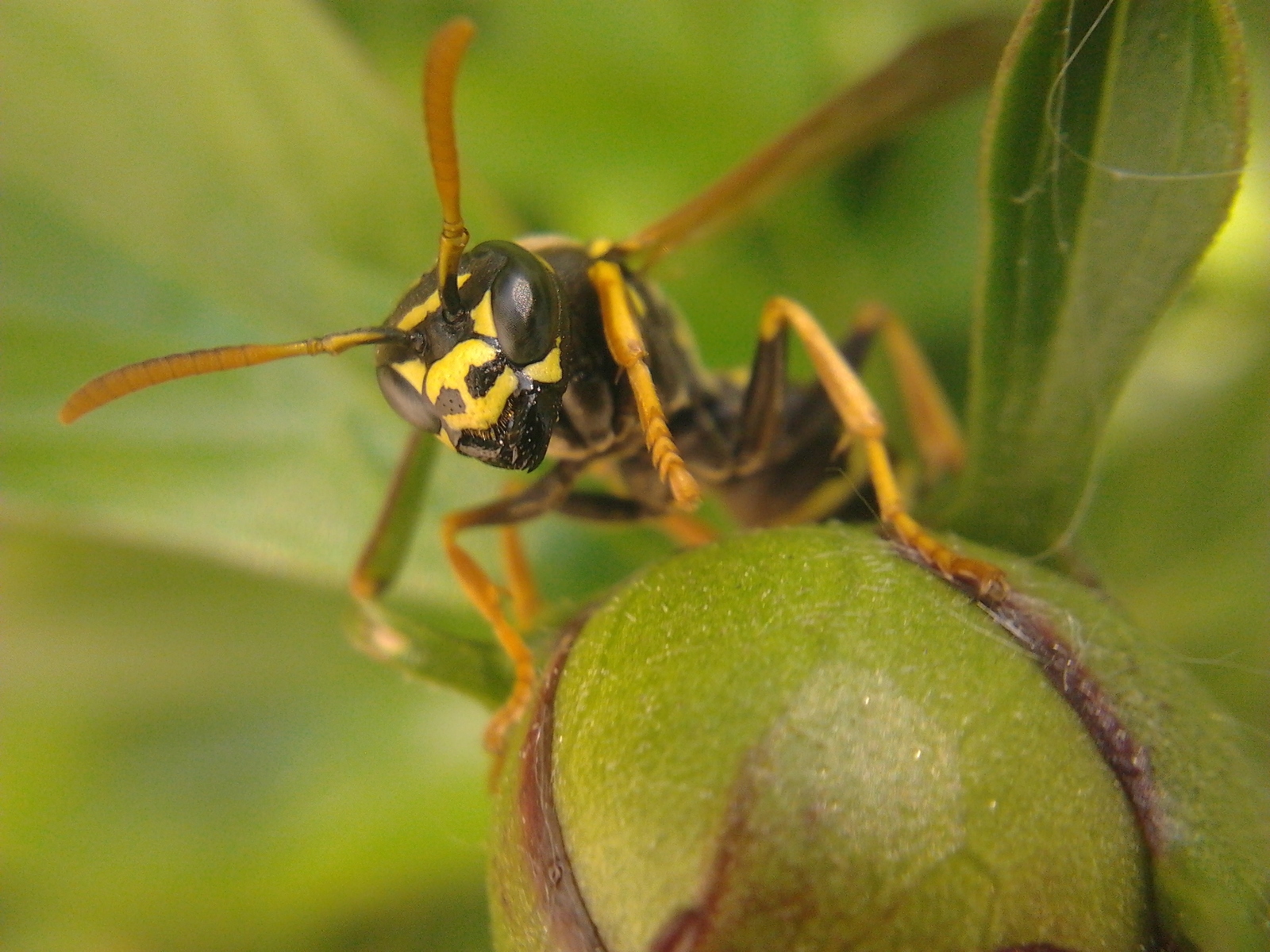 Macro world with your own hands. - My, Macro, Wasp, The photo, Macro photography