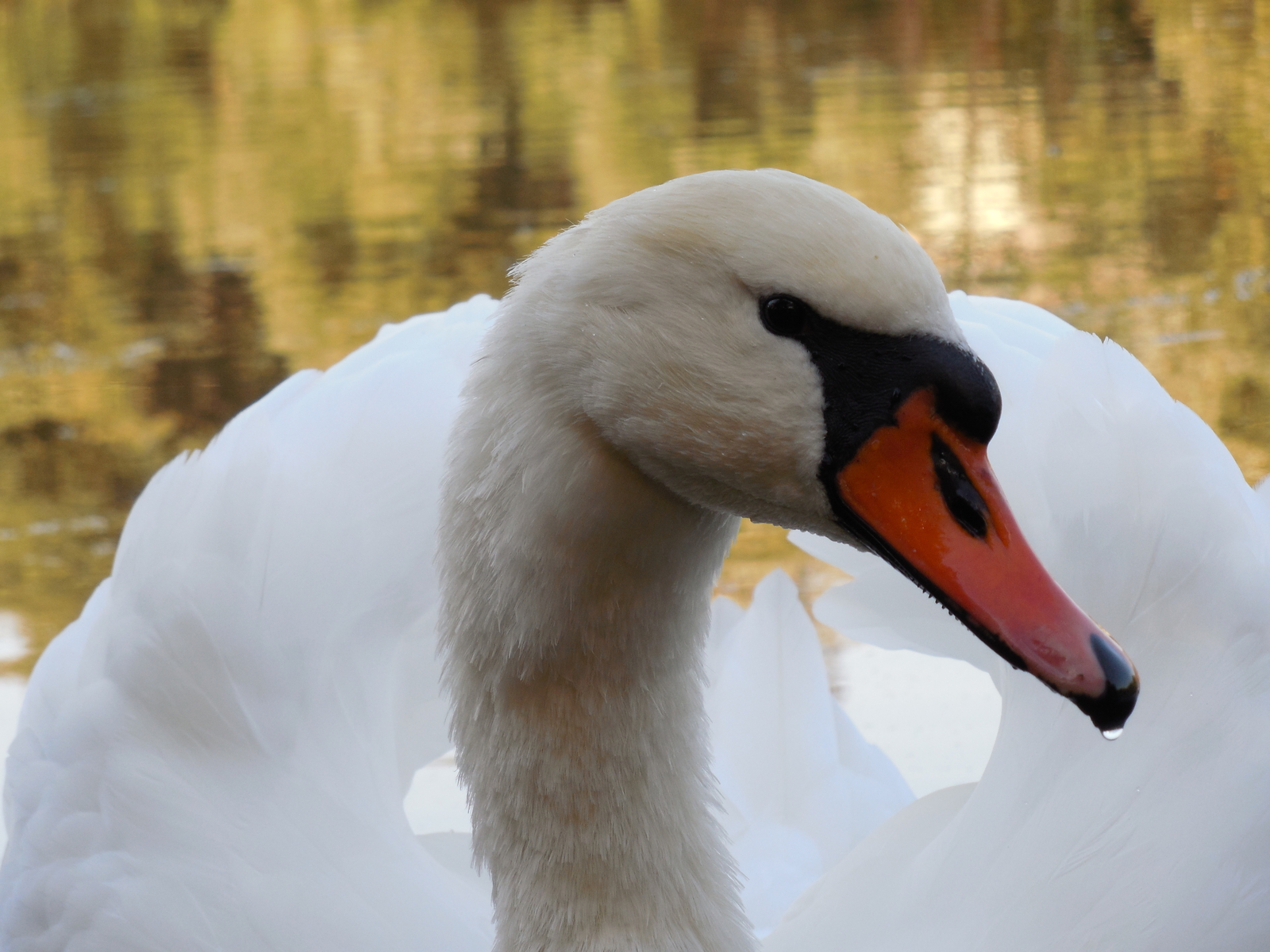 History of a pair of swans - My, , The photo, Death, Longpost, Swans