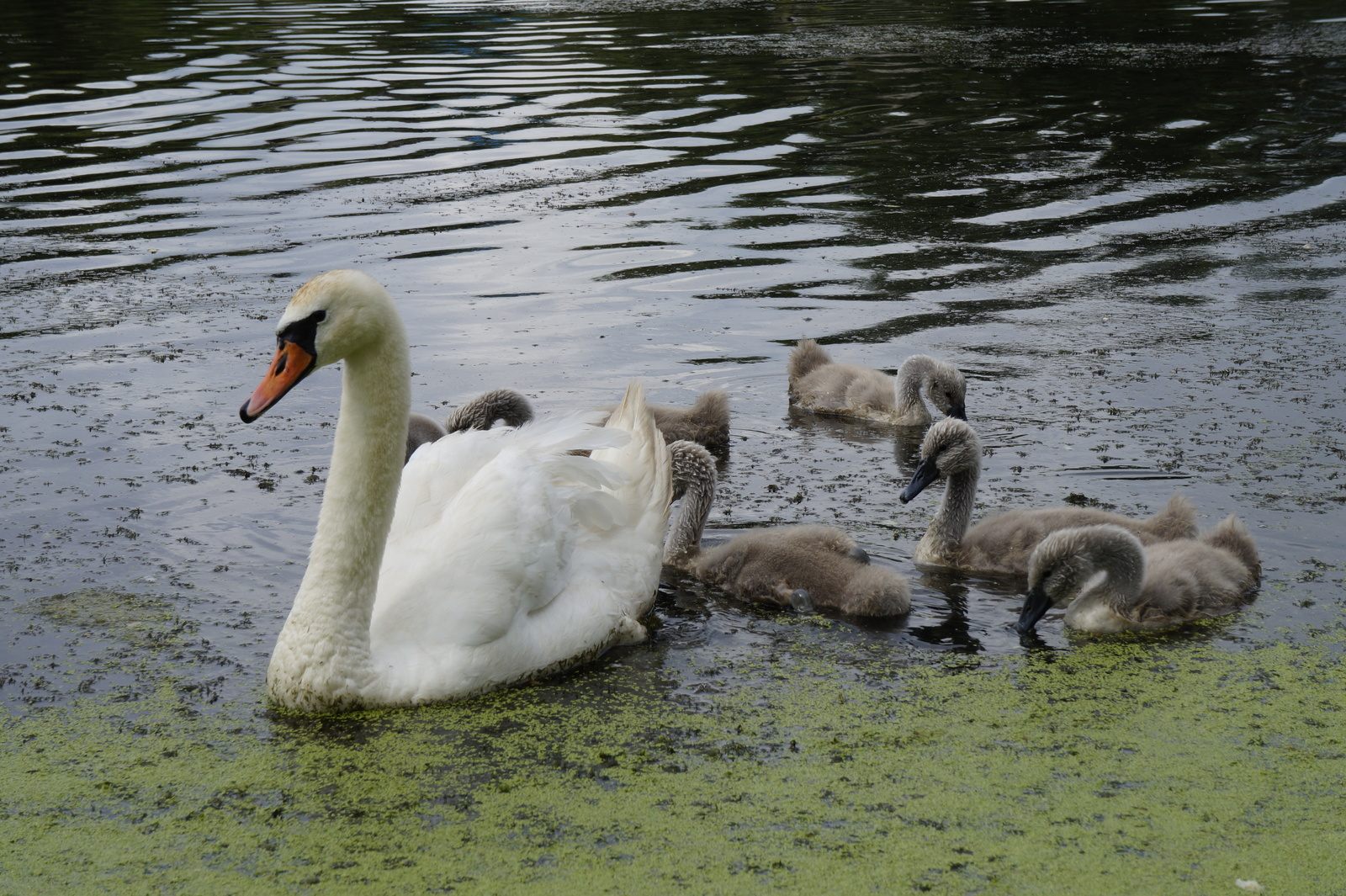 History of a pair of swans - My, , The photo, Death, Longpost, Swans