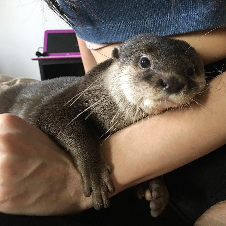 Start your day with cuteness - Milota, Pet, Otter, Longpost, Pets