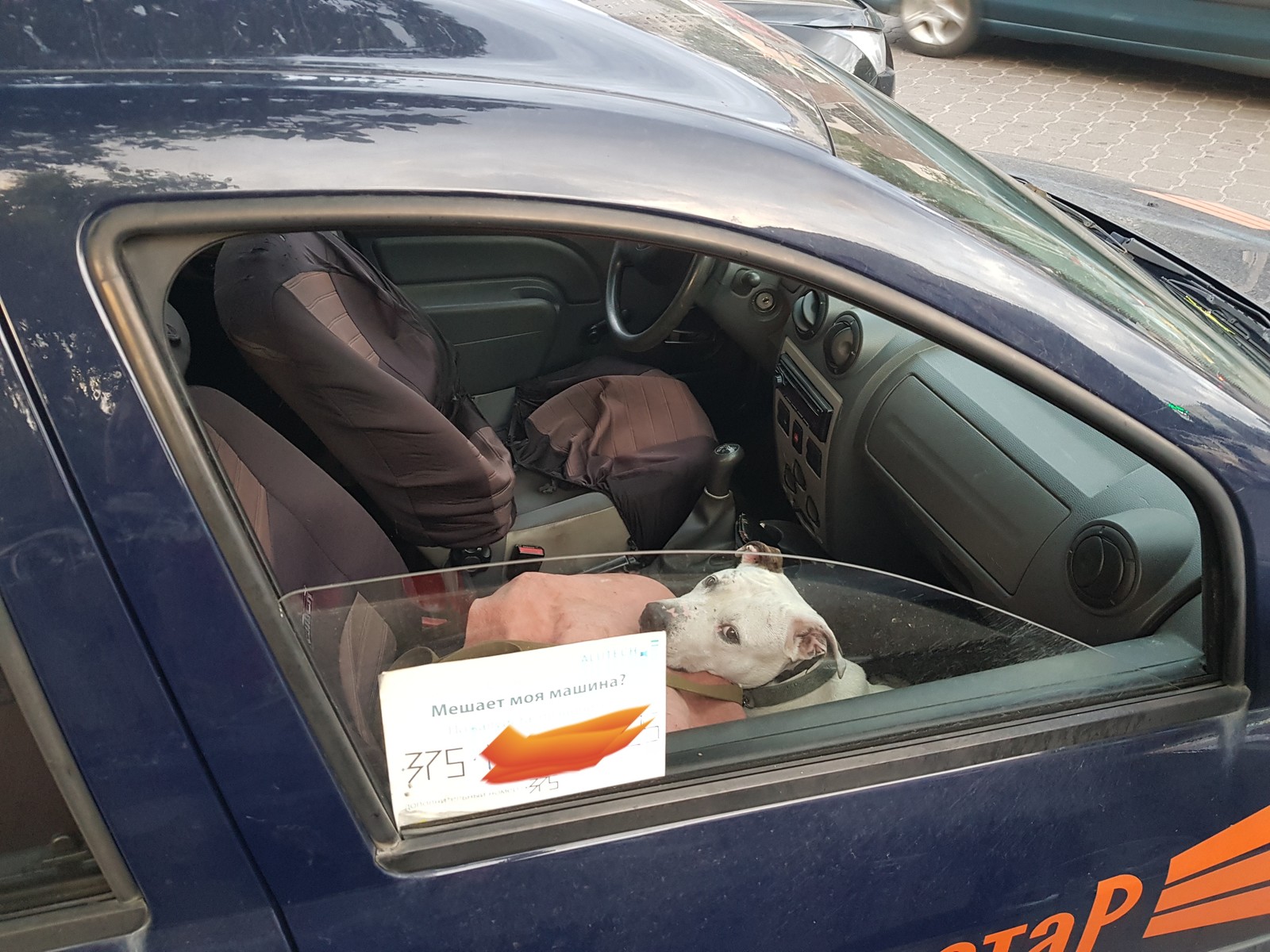 Car alarm. - My, Auto, Car alarm, Dog