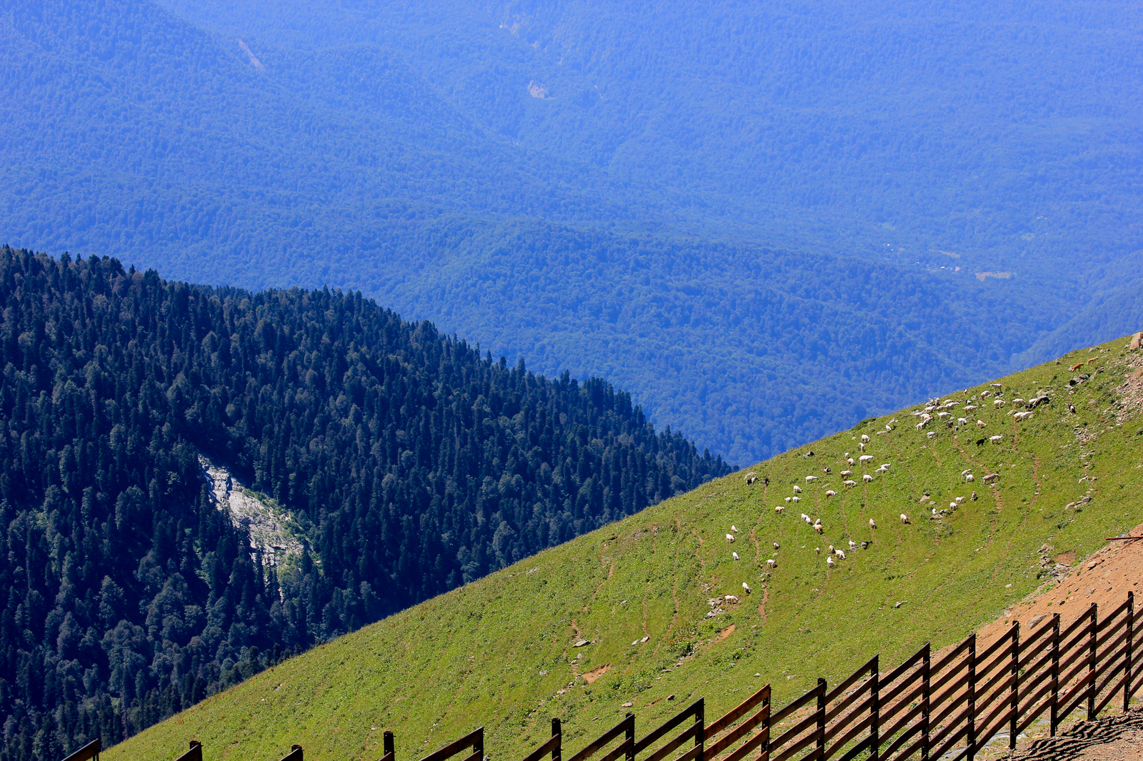 South - My, My, Beginning photographer, Sochi, Abkhazia