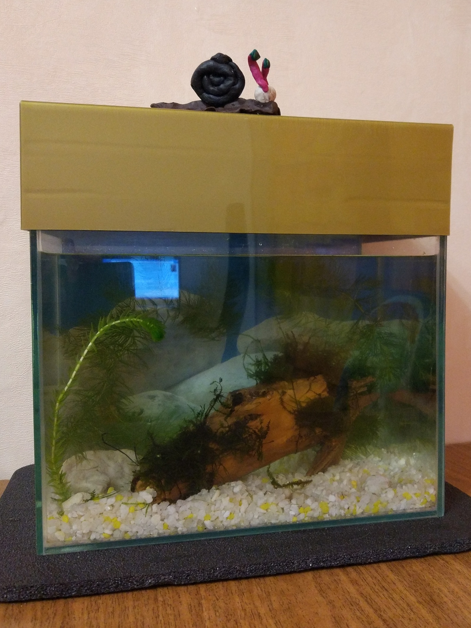 My first aquarium: starting from scratch - My, Aquarium, Aquarium fish, cat, Aquarium, Cockerel fish, Longpost