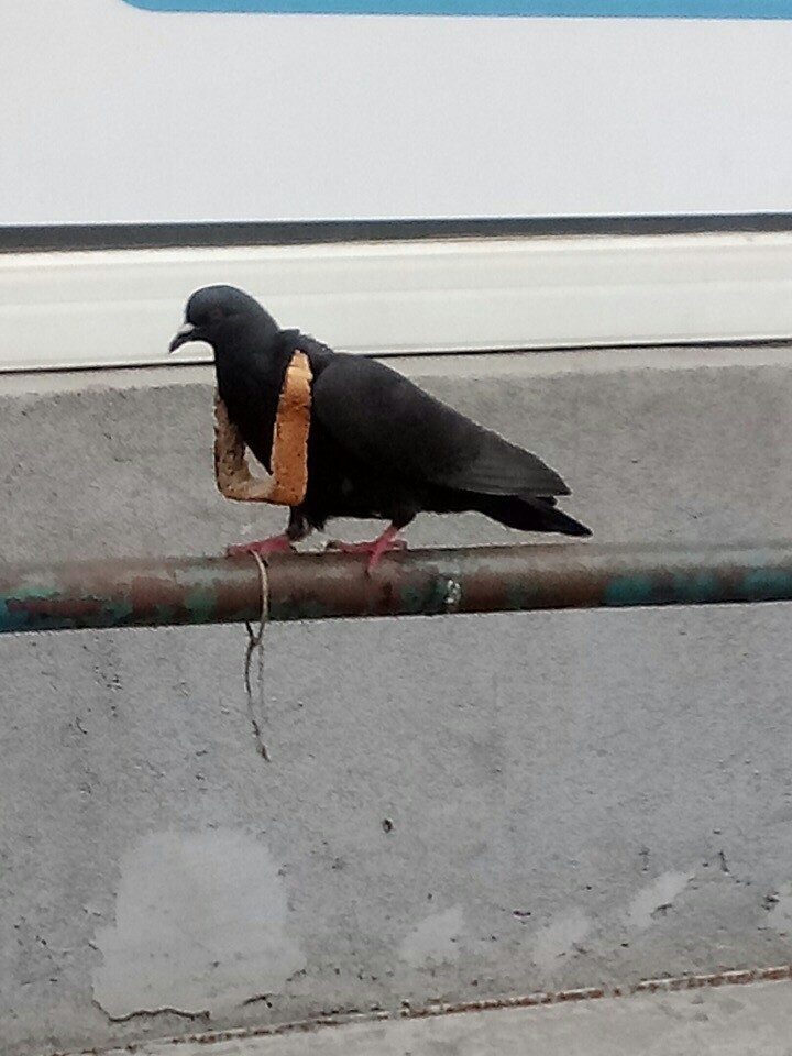 Gangsta - Pigeon, Bread, Longpost