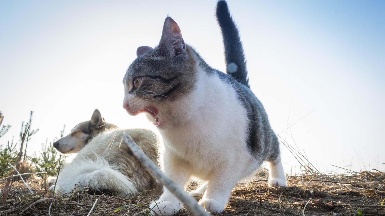 Provincial cats. - My, cat, Beginning photographer, Canon, First post, Longpost