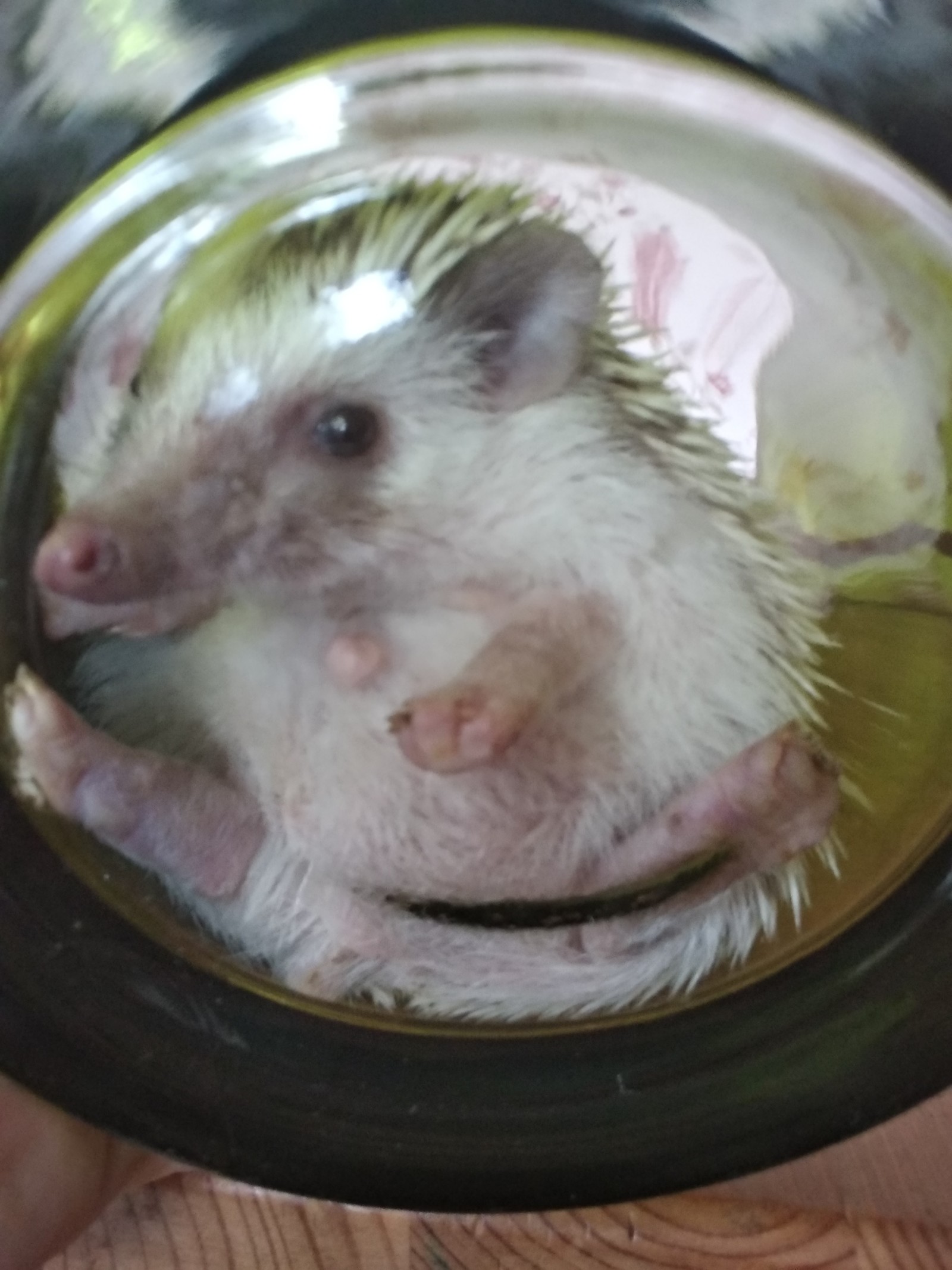 Just a hedgehog - My, African pygmy hedgehog, Pets, Longpost