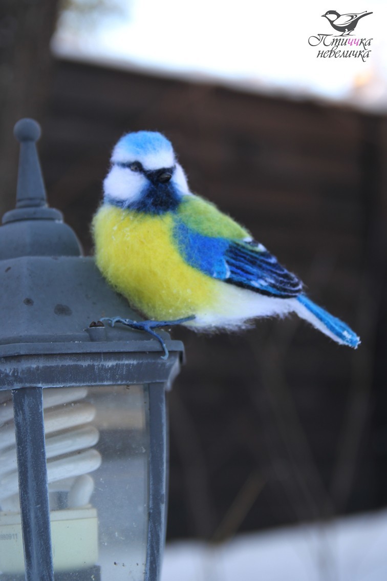 Blue Tit. Dry felting. - My, Dry felting, Needlework without process, Tit, Birds, With your own hands, Handmade, Creation, Longpost