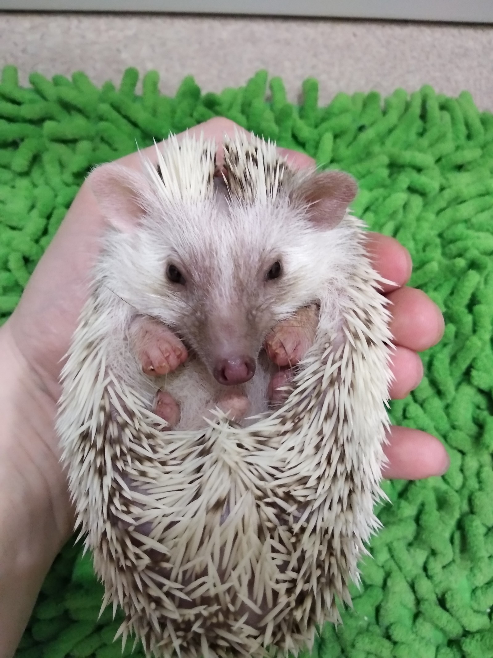 Just a hedgehog - My, African pygmy hedgehog, Pets, Longpost