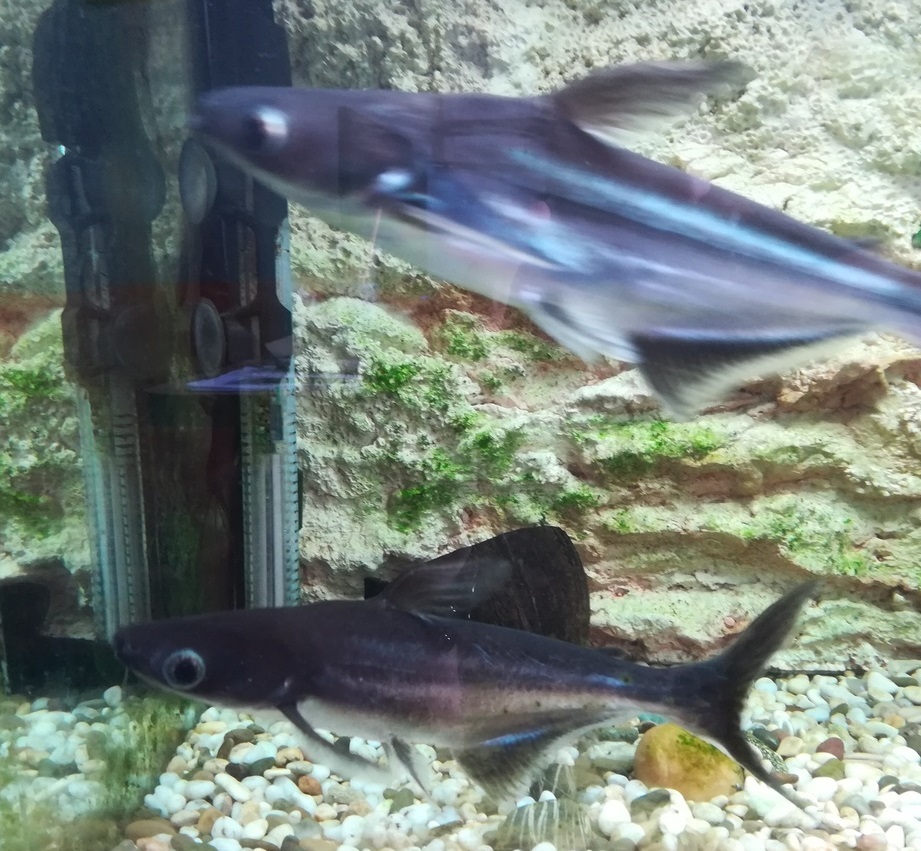 Отдам аквариумных сомов. Мешкожаберник и Акулий сом | Пикабу