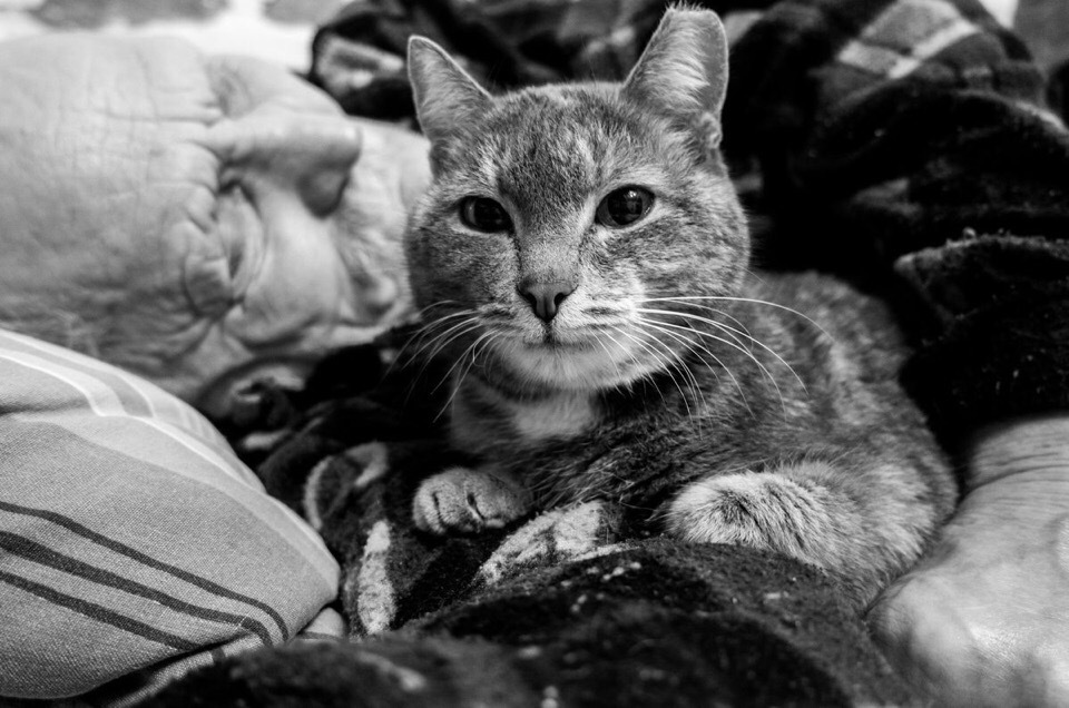 grandfather and cat - cat, Grandfather, Without words, Longpost