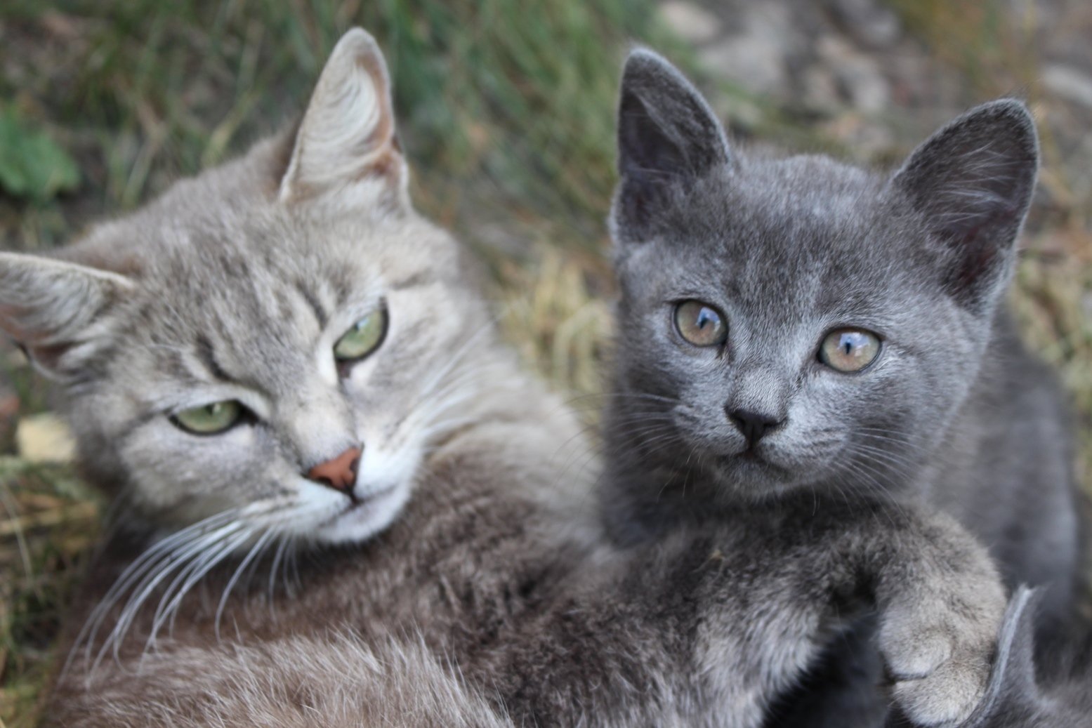 It's still a carefree time next to mom. - My, In good hands, cat, Milota, Longpost