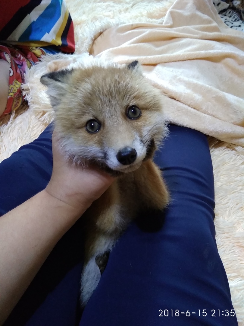 Siberian picked up a fox cub hit by a car on the highway - Novosibirsk, Siberia, Fox, Injury, Vet, Longpost