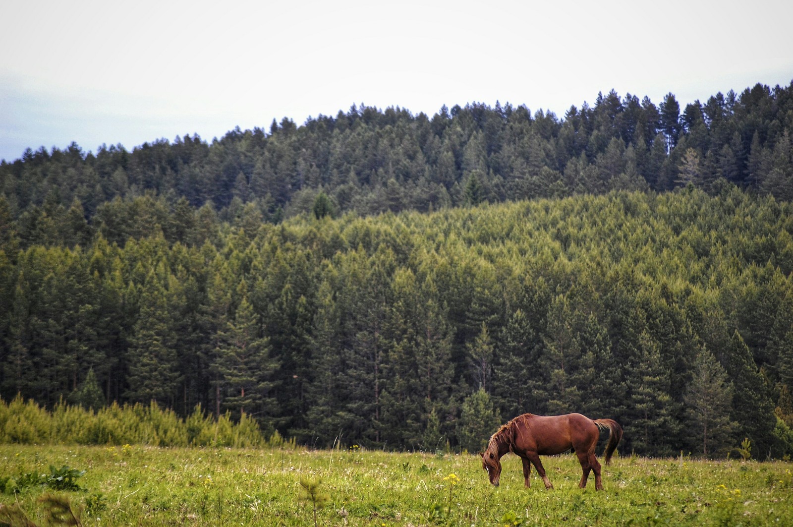 Horses - My, The photo, Animals, Horses, Longpost