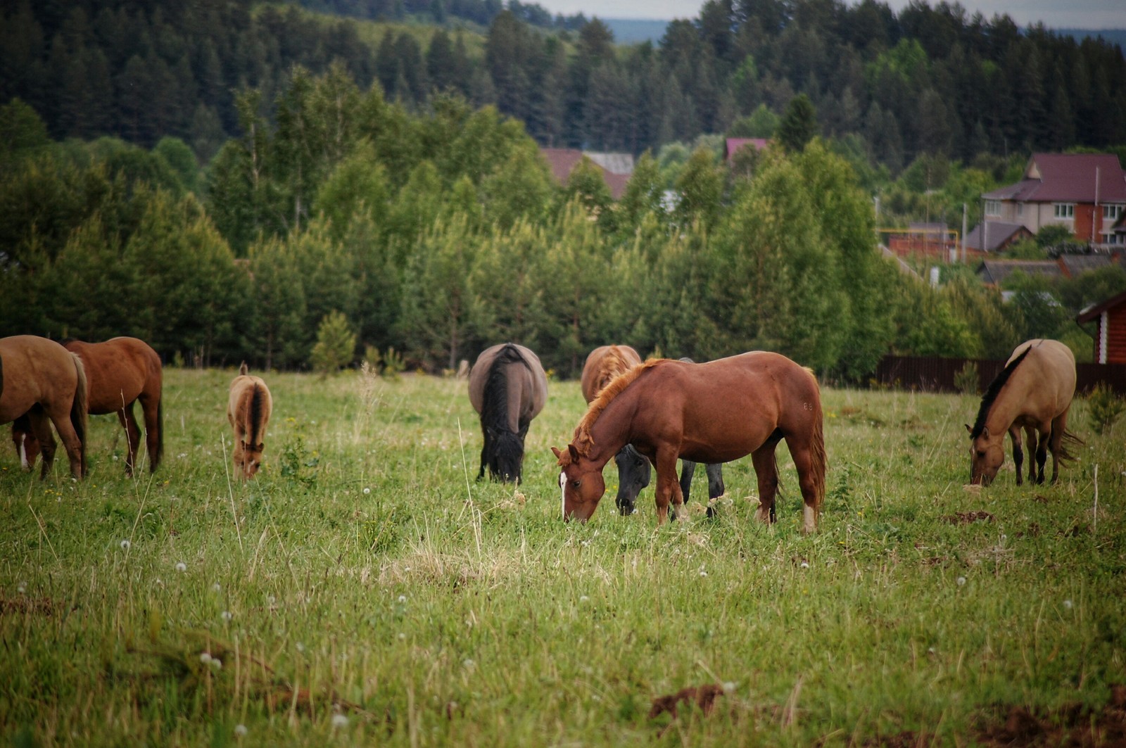 Horses - My, The photo, Animals, Horses, Longpost