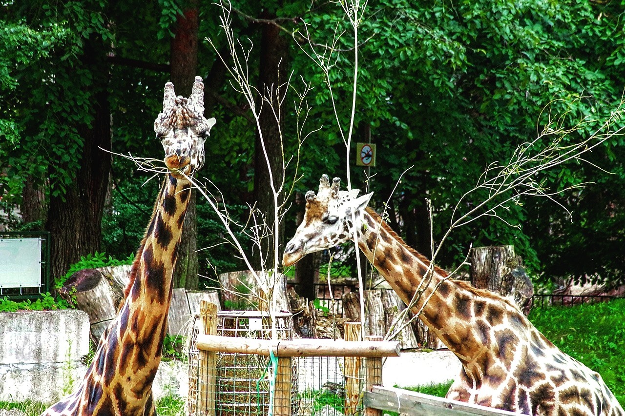 A selection from the zoo. Part 2. Decided! - My, Fox, Longpost, Stork, Giraffe, Rodents, Zoo, Photographer, Travels