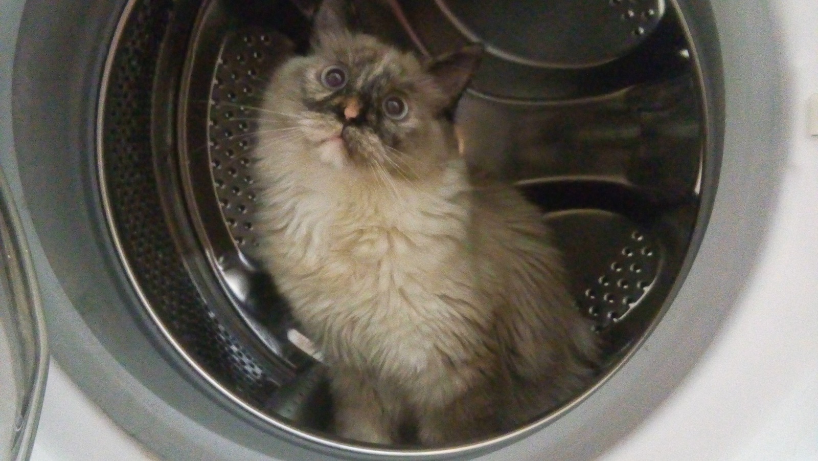 Dreams Come True - My, cat, Bath, Washing machine, Longpost