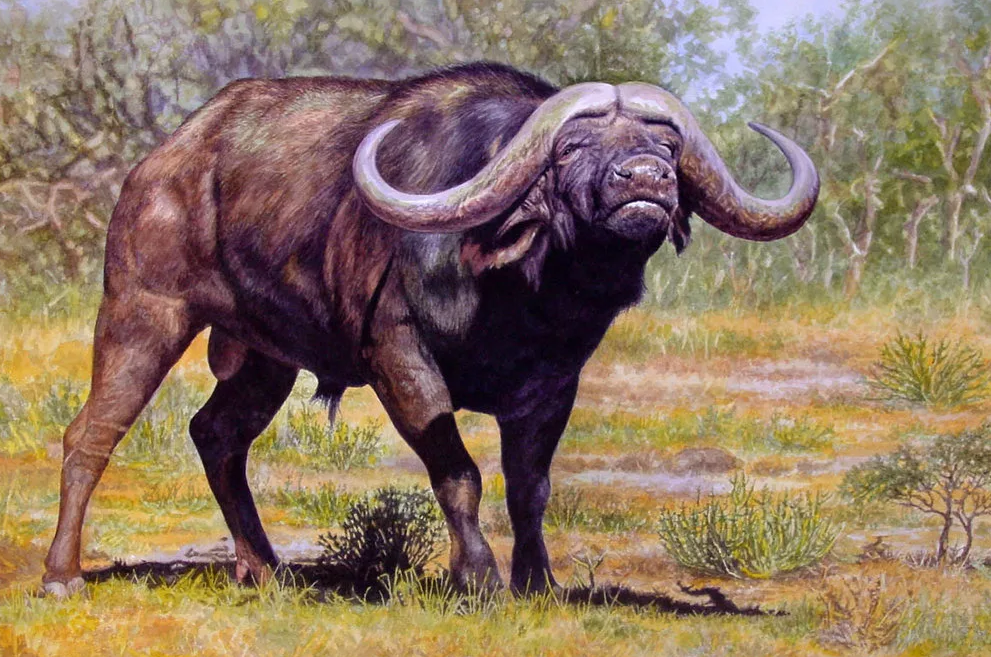 The most dangerous animals on the planet - African buffalo - My, African buffalo, , Dangerous animals