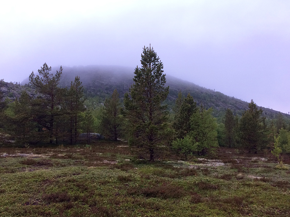 A few photos from a trip to the Kuzov archipelago in the White Sea - My, , White Sea, Rabocheostrovsk, Longpost, Kuzova Archipelago