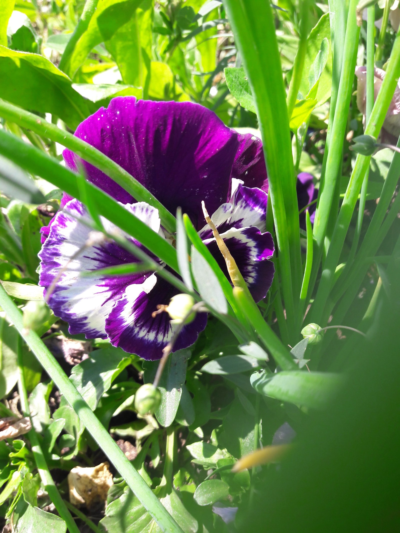 Today at the cottage... - Dacha, Flowers, Longpost