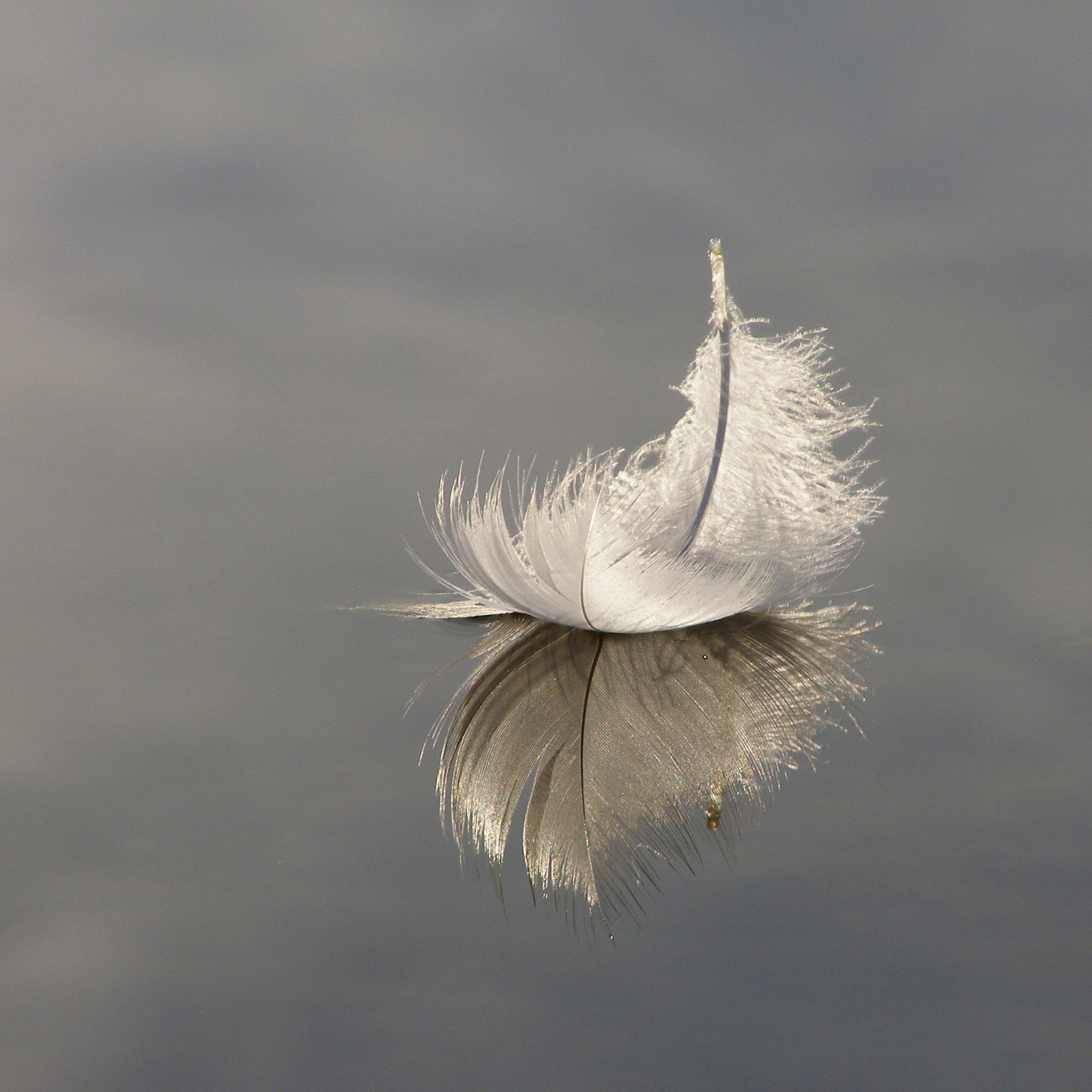 Reflection - Feather, Water, Reflection, , The photo