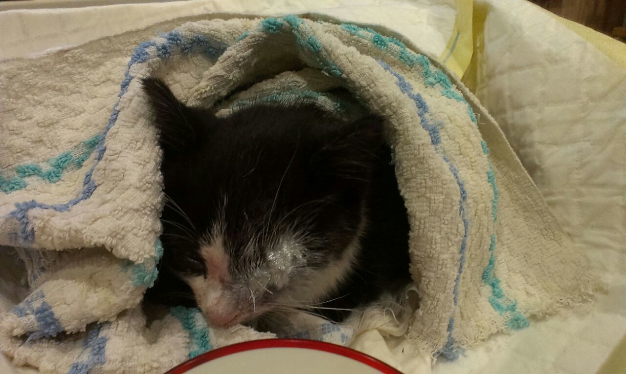 Baby cat found! - My, No rating, cat, Yuzhno-Sakhalinsk, Longpost, Help, In good hands, Helping animals