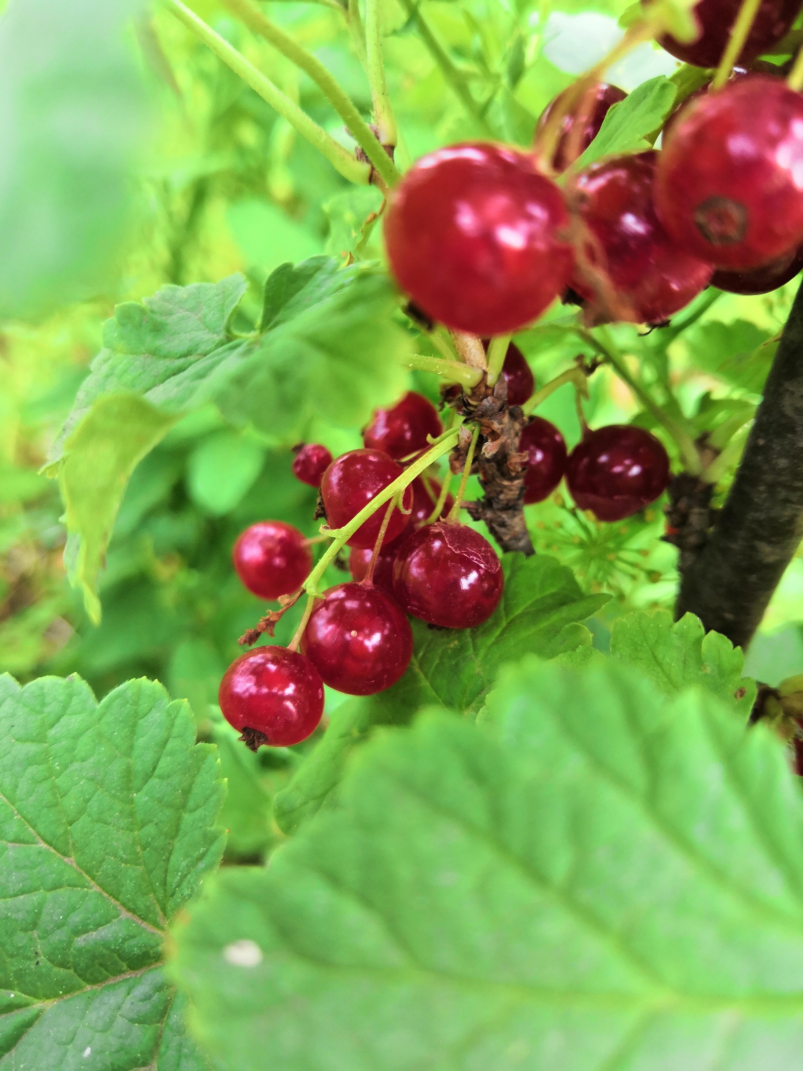 Rest for the eyes after Monday - My, The photo, Flowers, Currant, cat, the Rose, Lily, No filters, Longpost