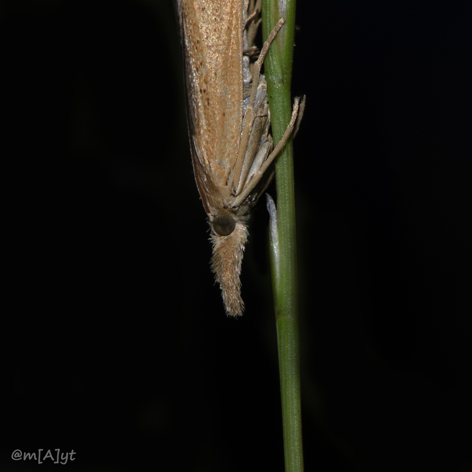 Help identify the insect - Butterfly, Insects, The photo