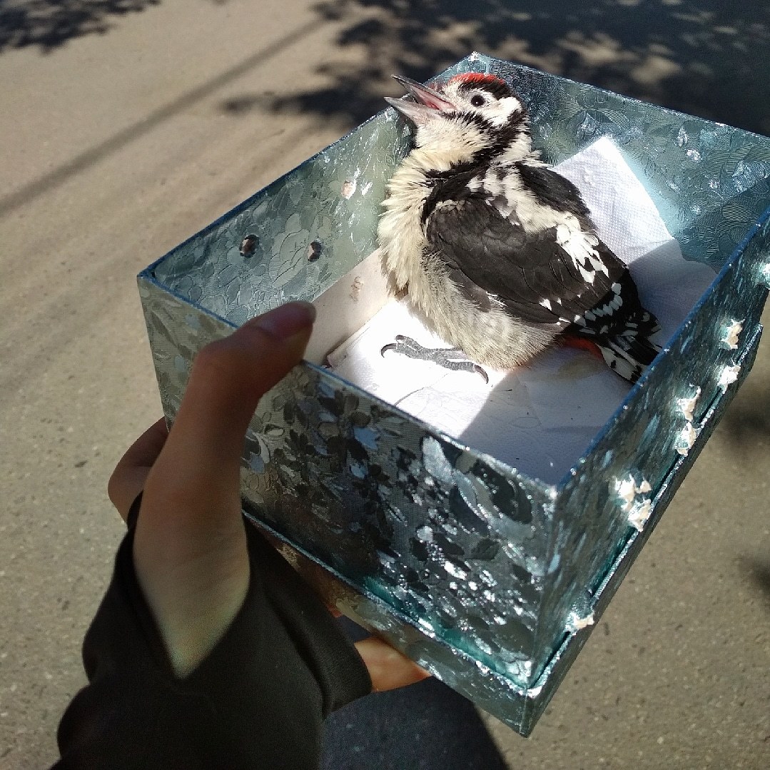 Woodpecker Klepa basking in the sun - My, Woodpeckers, The photo, Fluffy