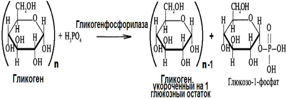 Лактатный и алактатный механизмы энергообеспечения - Моё, Тренировка, Гликолиз, Креатин, Креатинкиназа, Лактатный, Алактатный, Креатинфосфат, Длиннопост