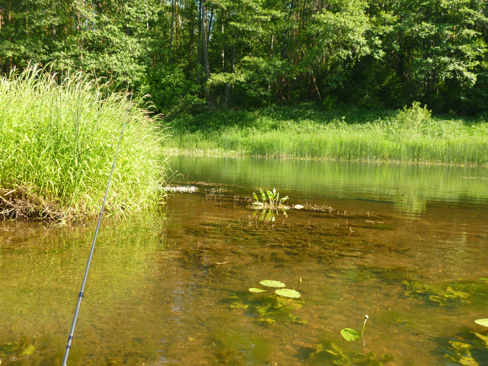 June on the river - My, Fishing, River, Relaxation, Video, Longpost, A fish, Carp