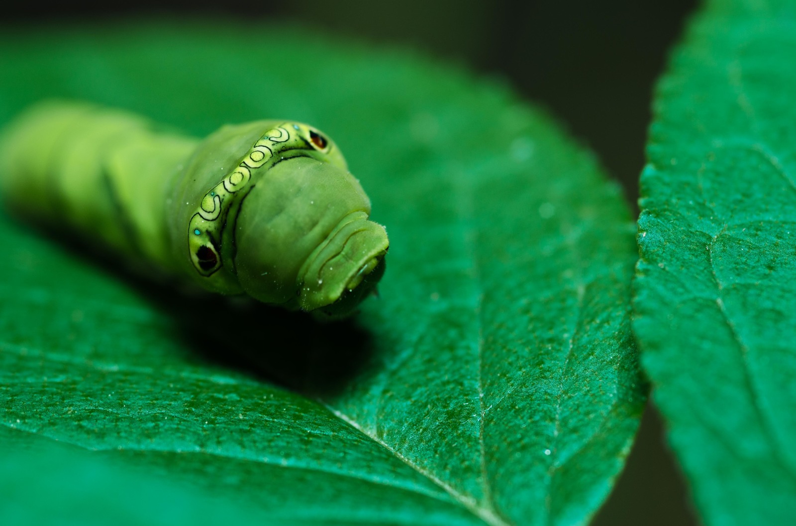 beauty caterpillar - My, Caterpillar, Macro, Macro photography, Insects, Forest