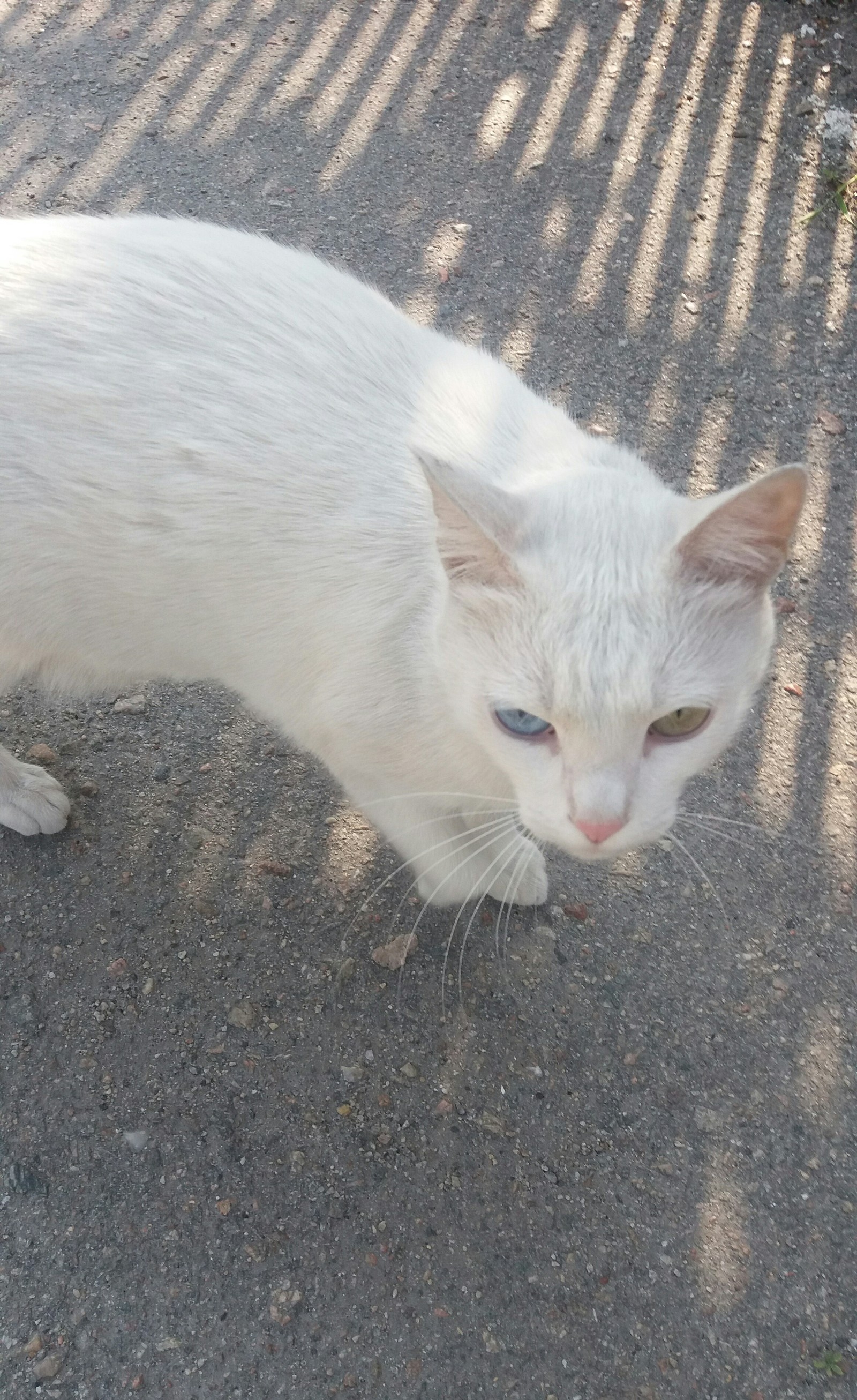 Masterpiece of nature - My, cat, Eyes, Heterochromia