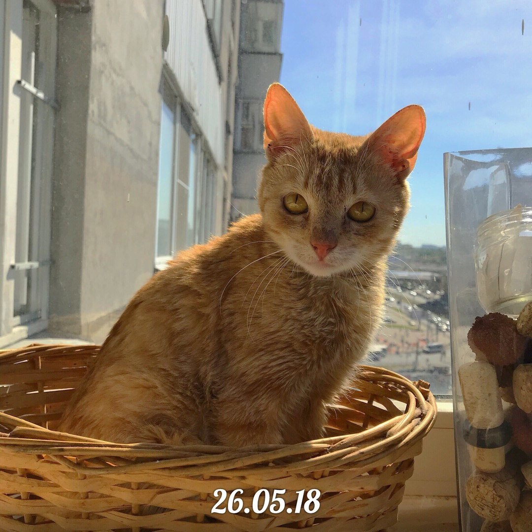 Cat Luntik is looking for a home! - In good hands, Saint Petersburg, Help, cat, Longpost, No rating, Helping animals