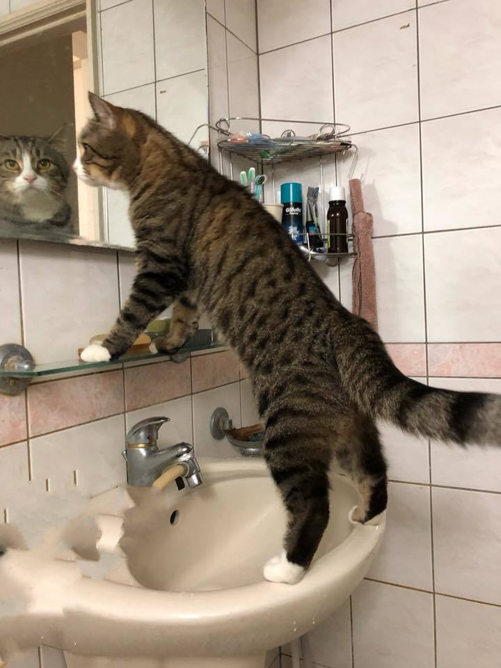 Pretty boy - cat, Gray cat, Bathroom, Mirror, Admires, Tap, Grey