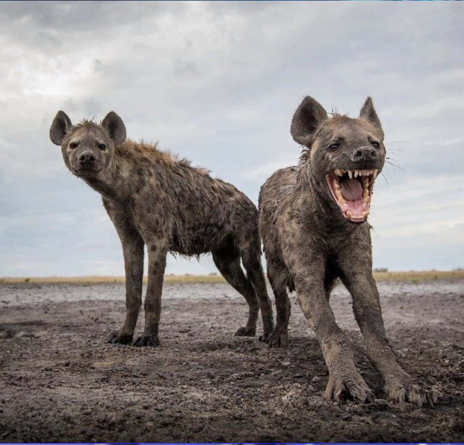 When he remembered a killer joke, and neighed like a horse, confusing the gloomy surroundings. - The photo, Hyena