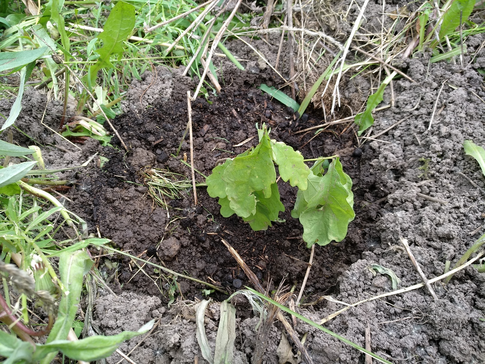 My planted oaks - My, Oak, , Oaks, Longpost