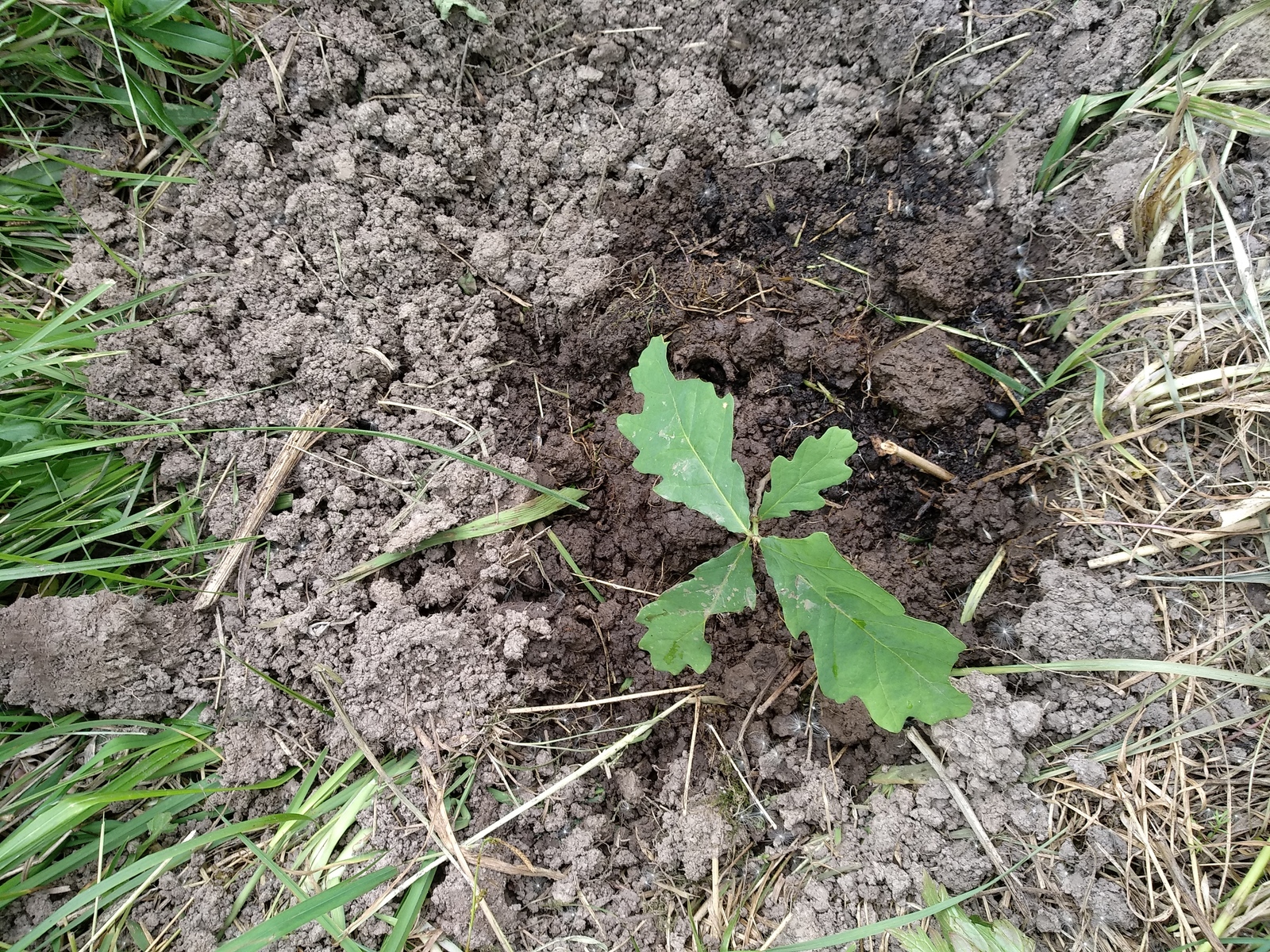 My planted oaks - My, Oak, , Oaks, Longpost