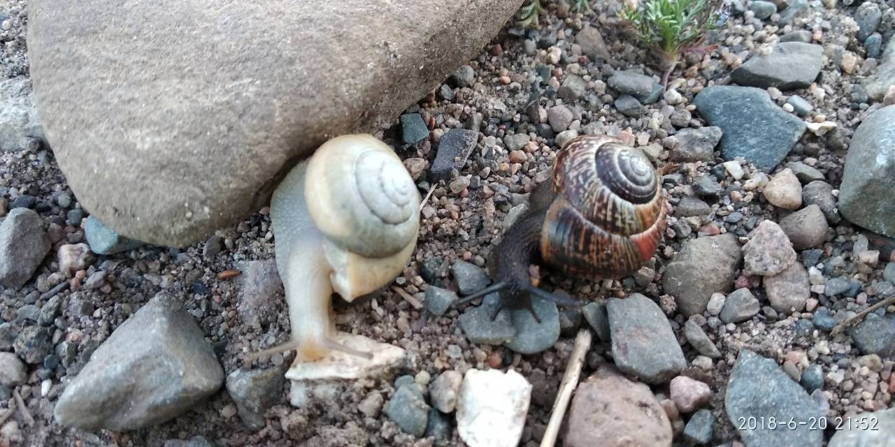 albino snail - My, Nature, Albino, Longpost