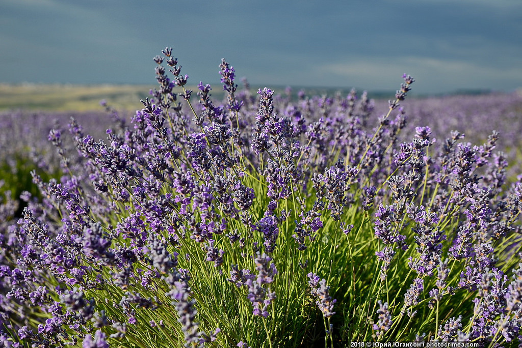 Crimea, lavender and sunset - Crimea, Lavender, , Longpost