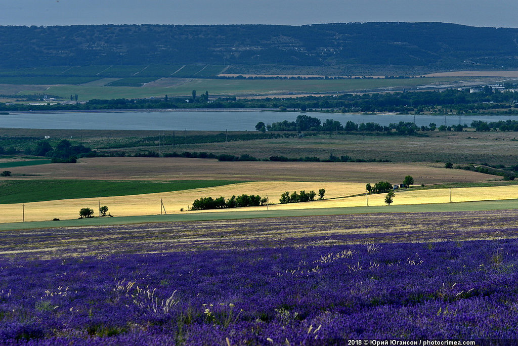 Crimea, lavender and sunset - Crimea, Lavender, , Longpost