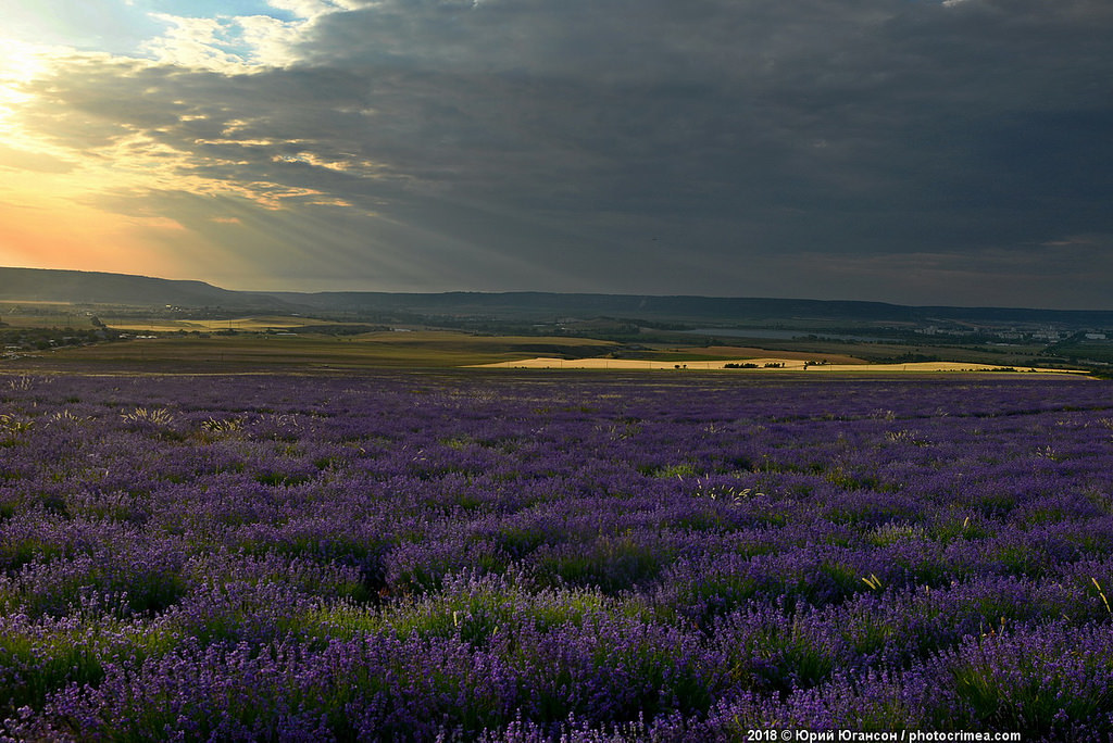 Crimea, lavender and sunset - Crimea, Lavender, , Longpost