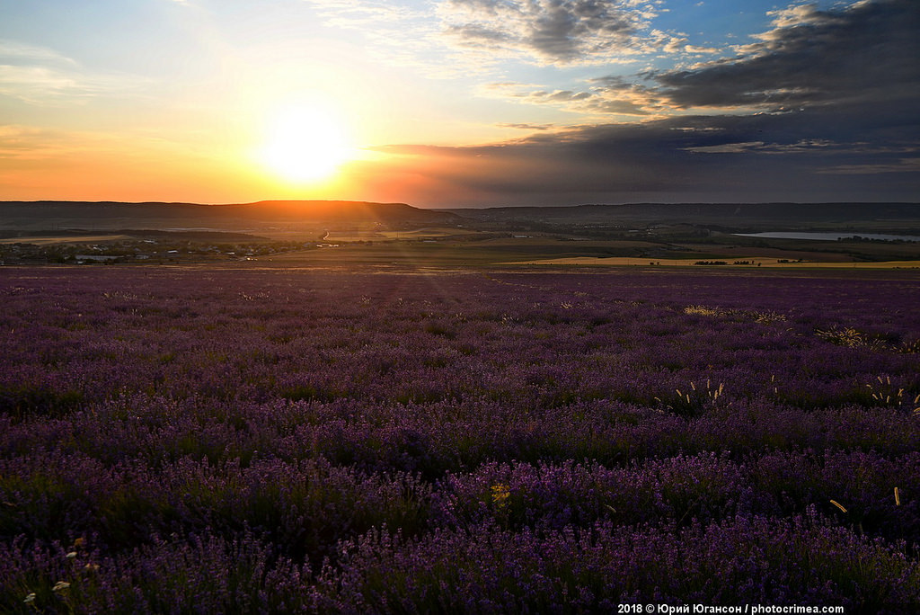 Crimea, lavender and sunset - Crimea, Lavender, , Longpost