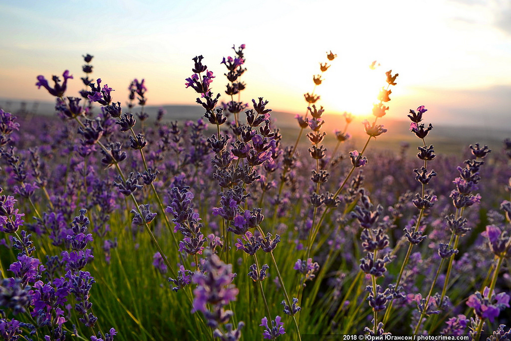 Crimea, lavender and sunset - Crimea, Lavender, , Longpost