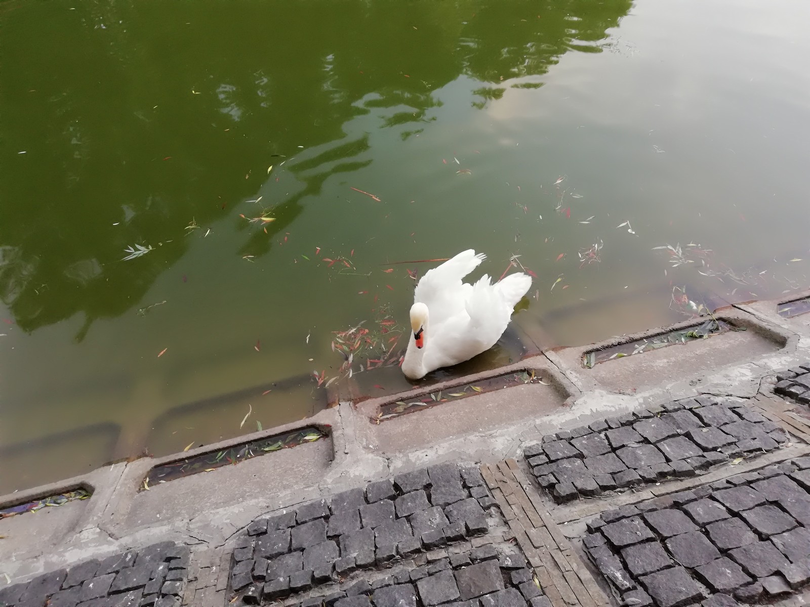 I live in a beautiful city with swans) - My, Swans, Native city, beauty, Longpost