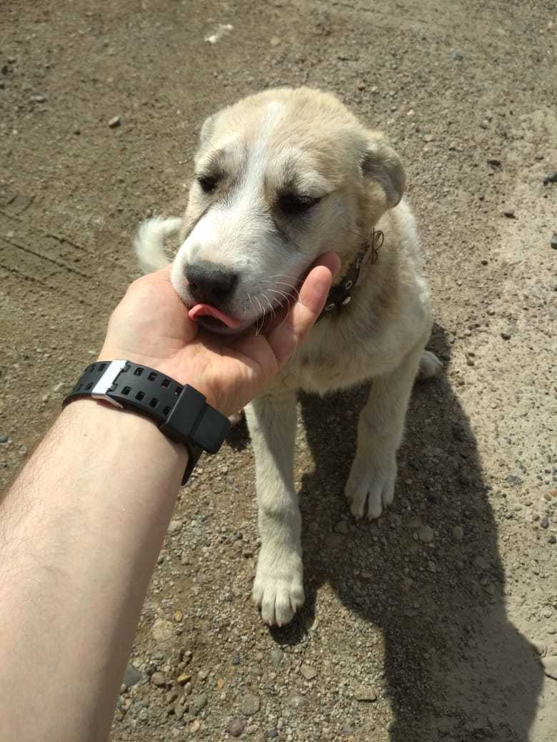 The puppy is looking for a home. Naberezhnye Chelny - My, No rating, Looking for a home, In good hands, Naberezhnye Chelny, Dog, Longpost, Tatarstan