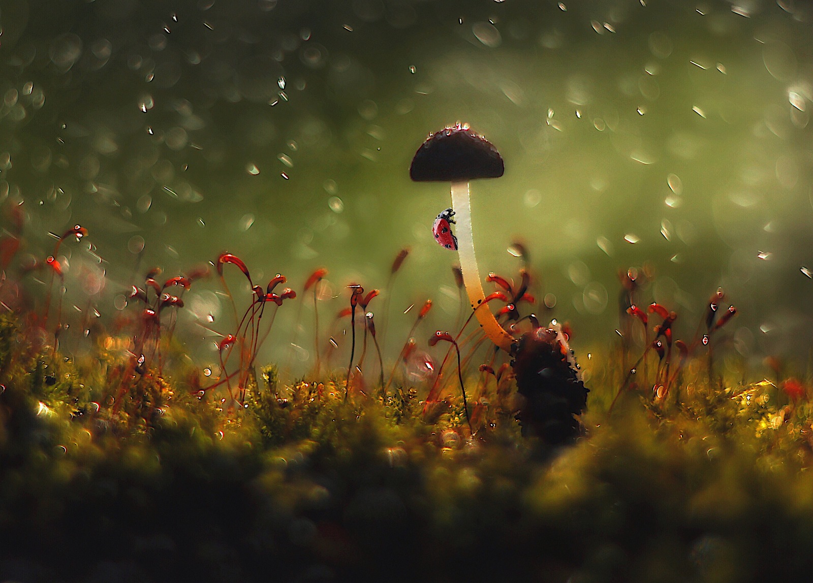 Umbrella. - The national geographic, The photo, ladybug, Mushrooms, Rain