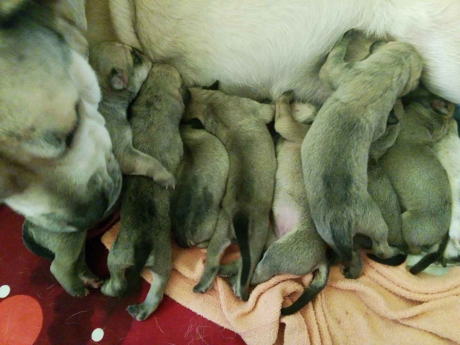 A miracle happened - My, Dog, Childbirth, Cadebo, Puppies, Milota, My darling, Longpost