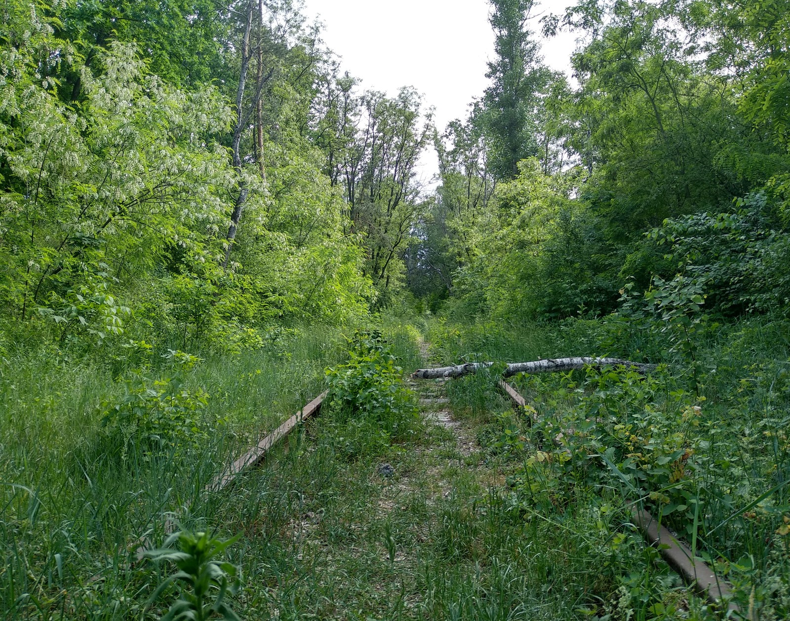 Way to nowhere - My, Railway, Forest