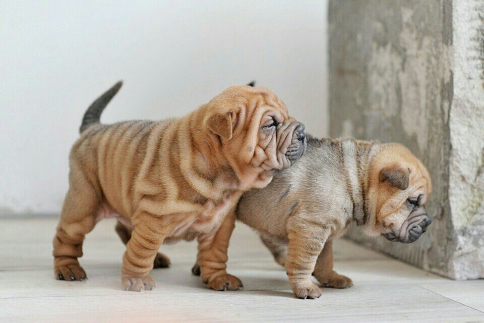 Sharpei girls - My, Nizhny Novgorod, Dog, Milota, Puppies