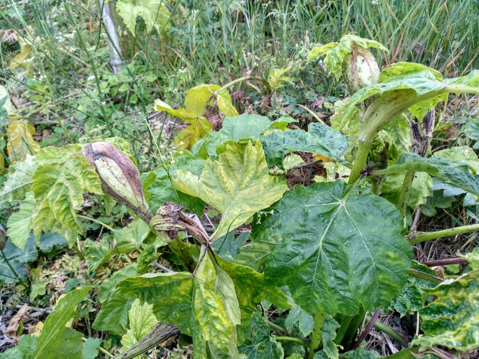 Hogweed almost does not die from roundup. - My, Hogweed, Roundup, Vitality, Longpost